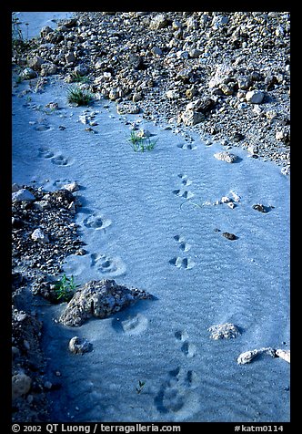 Close-up of animal tracks in fine ash, Valley of Ten Thousand smokes. Katmai National Park (color)