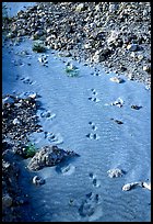 Close-up of animal tracks in fine ash, Valley of Ten Thousand smokes. Katmai National Park, Alaska, USA.