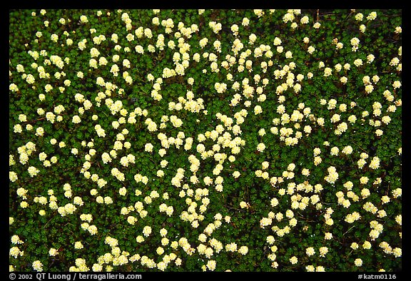 Tiny plants begin to reestablish themselves in the Valley of Ten Thousand smokes. Katmai National Park (color)