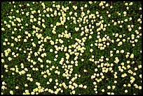 Tiny plants begin to reestablish themselves in the Valley of Ten Thousand smokes. Katmai National Park ( color)