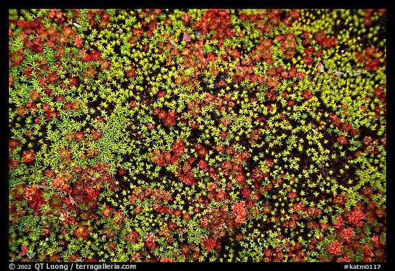 Close-up of tiny plants in the Valley of Ten Thousand smokes. Katmai National Park (color)