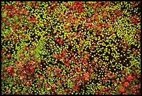 Close-up of tiny plants in the Valley of Ten Thousand smokes. Katmai National Park, Alaska, USA.