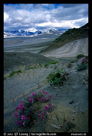 Wildflowers grow on ash at the limit of the Valley of Ten Thousand smokes. Katmai National Park, Alaska, USA.