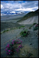 Wildflowers grow on ash at the limit of the Valley of Ten Thousand smokes. Katmai National Park, Alaska, USA.