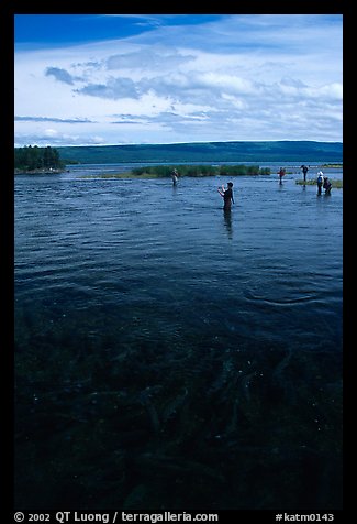 Fishermen in the Brooks river. Katmai National Park, Alaska, USA.