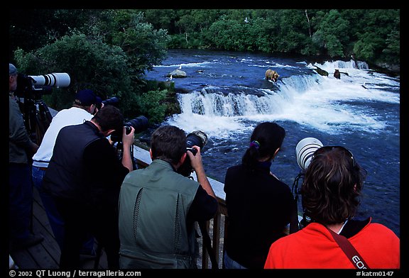 Bear viewing. Katmai National Park, Alaska, USA.