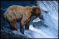 Brown bear holding in mounth  salmon at Brooks falls. Katmai National Park, Alaska, USA.
