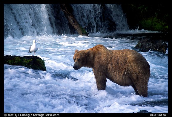 Brown bear and bird at the base of Brooks falls. Katmai National Park, Alaska, USA.