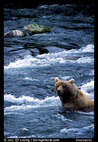 Alaskan Brown bear (Ursus arctos) fishing for salmon at Brooks falls. Katmai National Park, Alaska, USA.