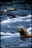 Alaskan Brown bear (Ursus arctos) fishing for salmon at Brooks falls. Katmai National Park, Alaska, USA.