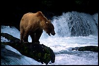 Brown bear standing on rock at Brooks falls. Katmai National Park, Alaska, USA.