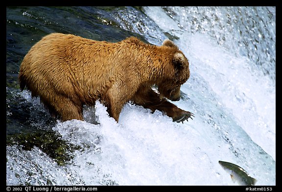 Brown bear extending leg to catch jumping salmon at Brooks falls. Katmai National Park (color)