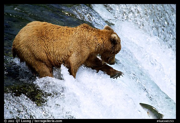 Brown bear extending leg to catch jumping salmon at Brooks falls. Katmai National Park, Alaska, USA.