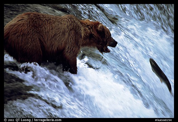 Brown bear (Ursus arctos) trying to catch leaping salmon at Brooks falls. Katmai National Park (color)