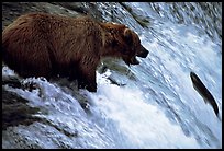 Brown bear (Ursus arctos) trying to catch leaping salmon at Brooks falls. Katmai National Park, Alaska, USA.