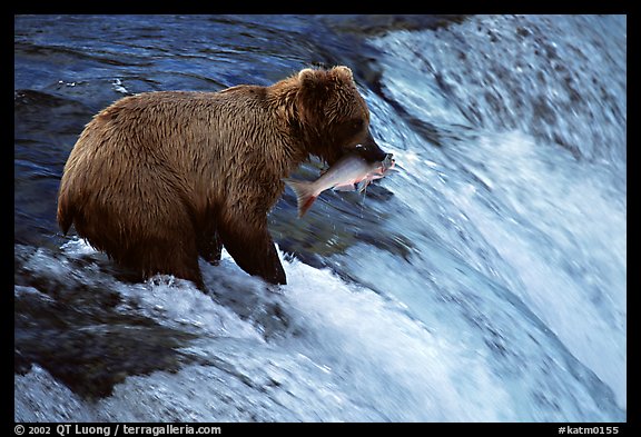 Alaskan Brown bear with catch  at Brooks falls. Katmai National Park (color)