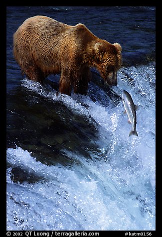 Brown bear (Ursus arctos) and leaping salmon at Brooks falls. Katmai National Park (color)