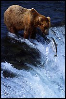 Brown bear (Ursus arctos) and leaping salmon at Brooks falls. Katmai National Park, Alaska, USA. (color)