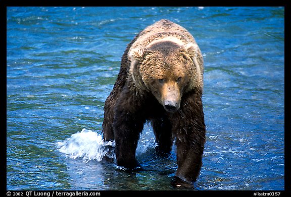 Alaskan Brown bear in the Brooks river. Katmai National Park (color)