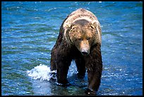 Alaskan Brown bear in the Brooks river. Katmai National Park, Alaska, USA. (color)