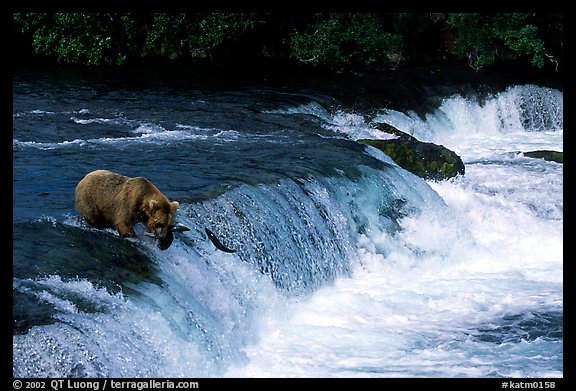 Overview of Brooks falls. Katmai National Park, Alaska, USA.