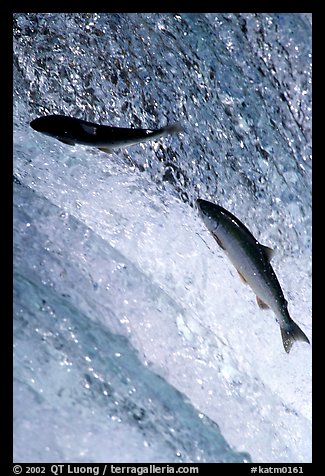 Leaping salmon at Brooks falls. Katmai National Park (color)