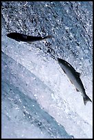 Leaping salmon at Brooks falls. Katmai National Park, Alaska, USA.