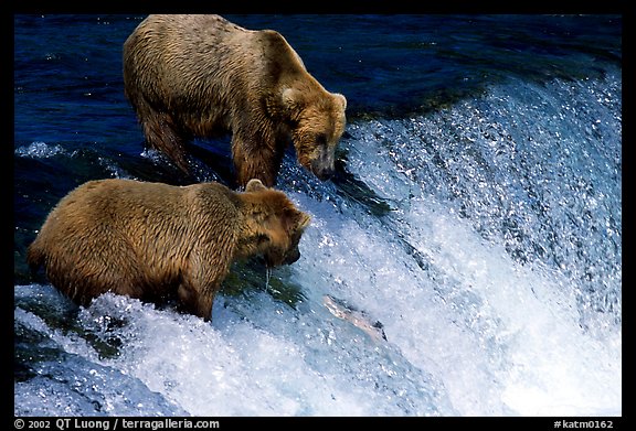 Two Brown bears trying to catch leaping salmon at Brooks falls. Katmai National Park (color)