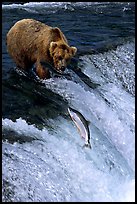 Brown bear watching a salmon jumping out of catching range at Brooks falls. Katmai National Park, Alaska, USA. (color)
