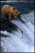 Brown bear watching a salmon jumping out of catching range at Brooks falls. Katmai National Park, Alaska, USA.