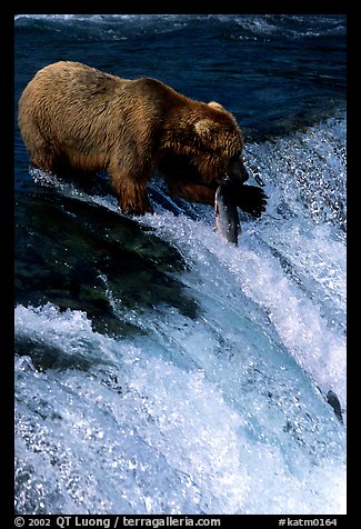 Alaskan Brown bear with caught salmon at Brooks falls. Katmai National Park (color)