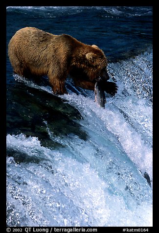 Alaskan Brown bear with caught salmon at Brooks falls. Katmai National Park, Alaska, USA.