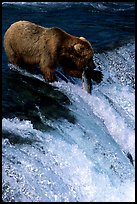 Alaskan Brown bear with caught salmon at Brooks falls. Katmai National Park, Alaska, USA.