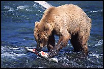 Brown bear (scientific name: ursus arctos) eating salmon at Brooks falls. Katmai National Park, Alaska, USA.