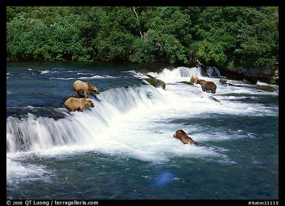 Brown bears gathering at Brooks Falls. Katmai National Park, Alaska, USA.