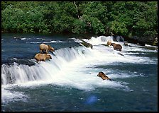 Brown bears gathering at Brooks Falls. Katmai National Park, Alaska, USA.