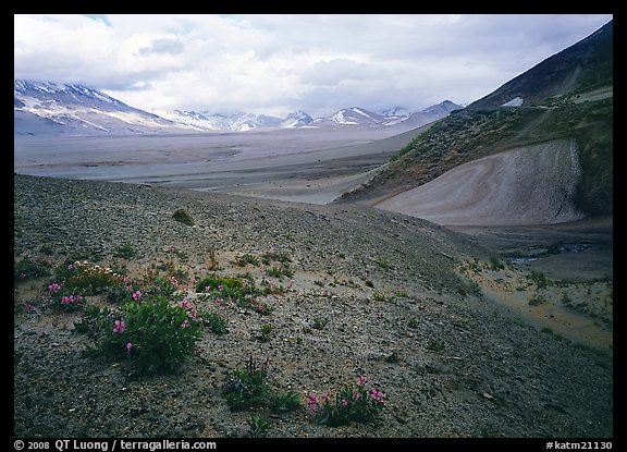 Wildflowers growing on foothills bordering the Valley of Ten Thousand smokes. Katmai National Park, Alaska, USA.