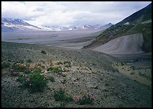 Wildflowers growing on foothills bordering the Valley of Ten Thousand smokes. Katmai National Park, Alaska, USA. (color)
