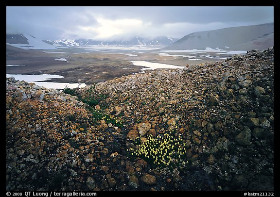 Wildflowers, pumice, and distant peaks in storm, Valley of Ten Thousand smokes. Katmai National Park, Alaska, USA.
