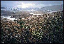 Wildflowers, pumice, and distant peaks in storm, Valley of Ten Thousand smokes. Katmai National Park ( color)