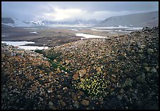 Wildflowers, pumice, and distant peaks in storm, Valley of Ten Thousand smokes. Katmai National Park, Alaska, USA.