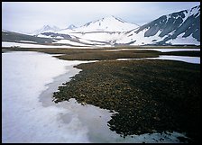 Melting snow and lichens, Valley of Ten Thousand smokes. Katmai National Park, Alaska, USA.