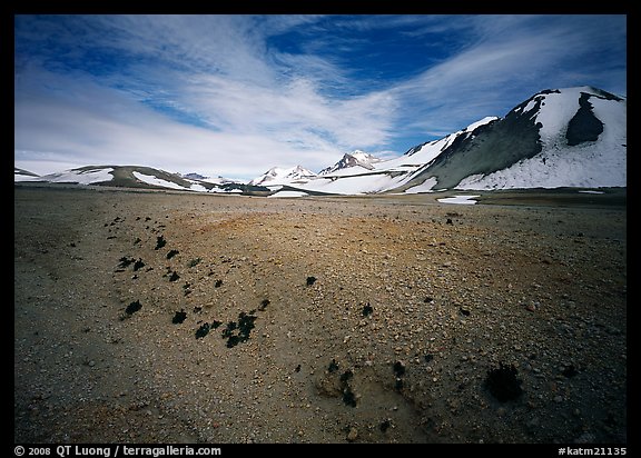 Rare plants growing out of the ash of Valley of Ten Thousand smokes. Katmai National Park, Alaska, USA.