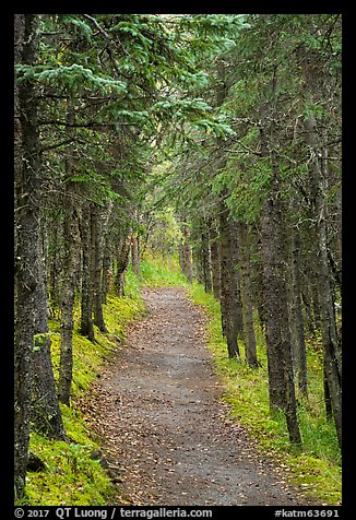 Trail in dense forest, Brooks Camp. Katmai National Park (color)