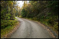 Road between Brooks Camp and Lake Brooks. Katmai National Park, Alaska, USA.