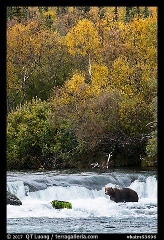 Brown Coastal Bear at Brooks Falls in autumn. Katmai National Park (color)