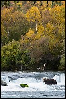 Brown Coastal Bear at Brooks Falls in autumn. Katmai National Park, Alaska, USA.