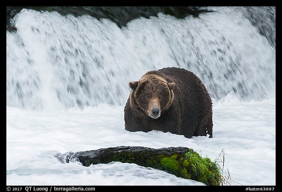 Fat brown bear at Brooks Falls. Katmai National Park (color)