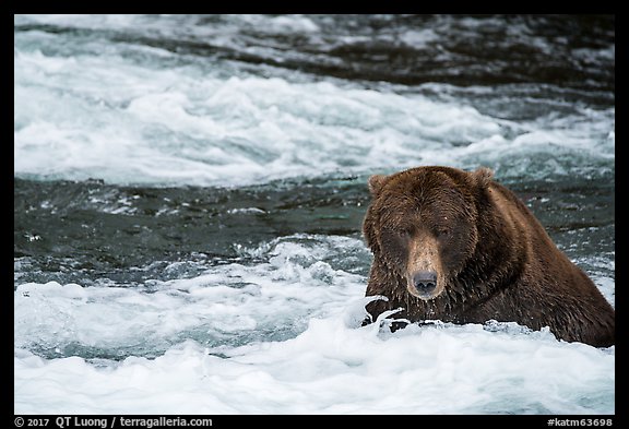 Coastal Bear in Brooks River. Katmai National Park (color)