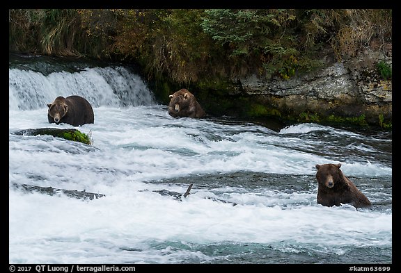 Bears in Brooks River below Brooks Falls. Katmai National Park (color)